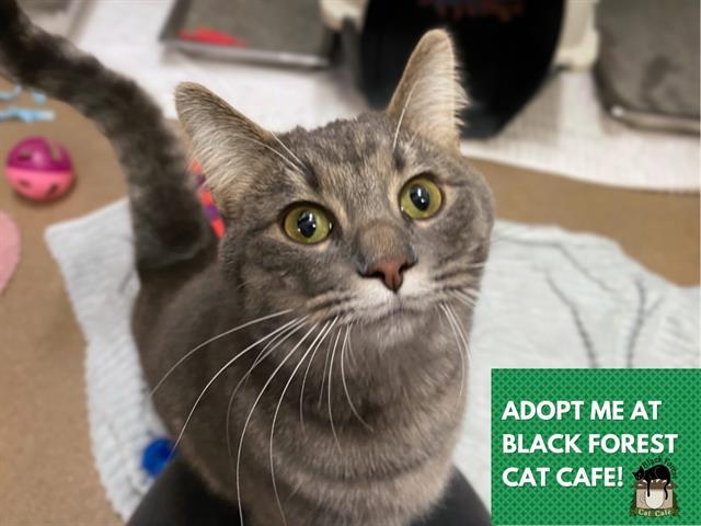 SOPHIE, Adoptable, Young Female Domestic Short Hair.