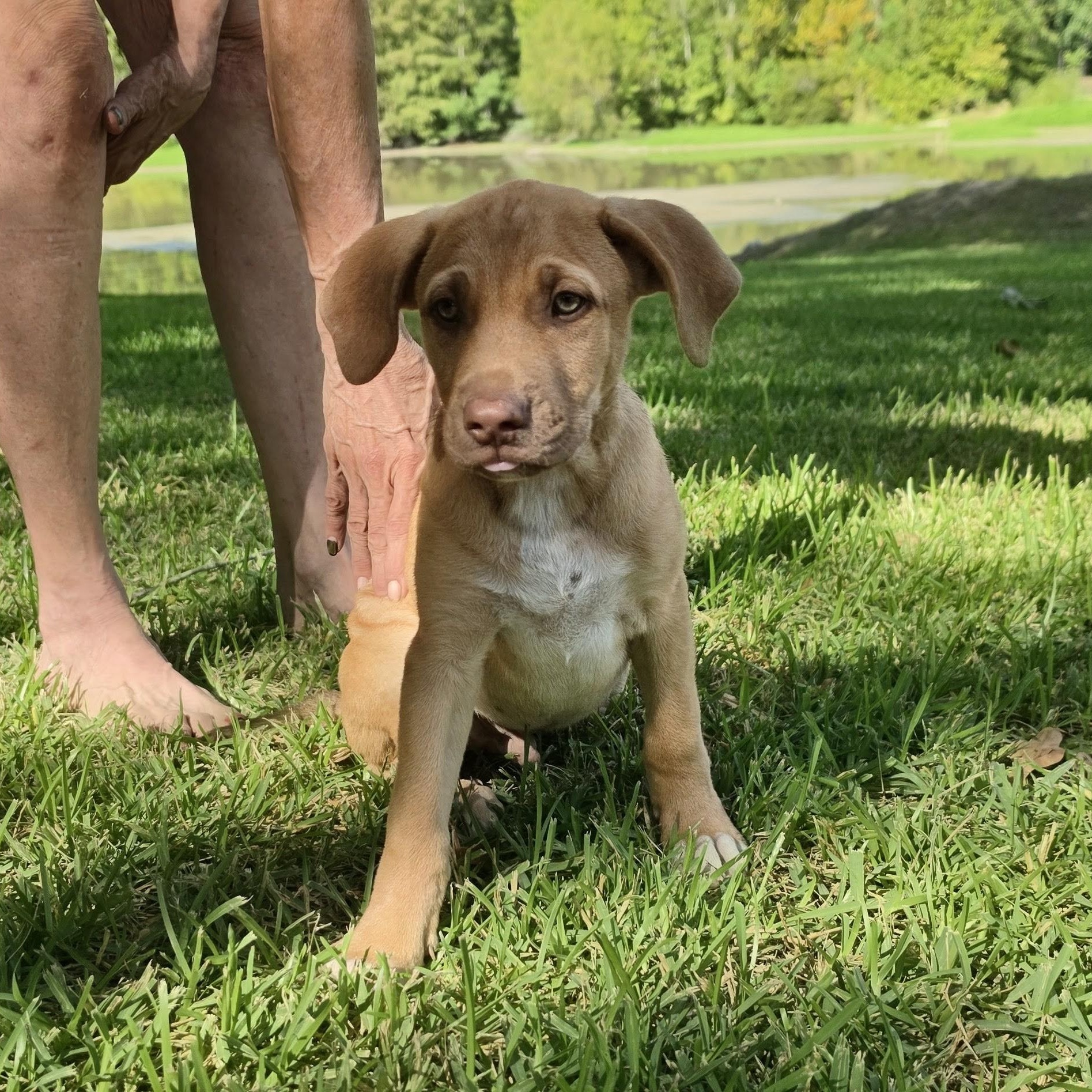 Enlarge Clifford, a Adopted Mixed Breed in Pagosa Springs, CO image 2/4