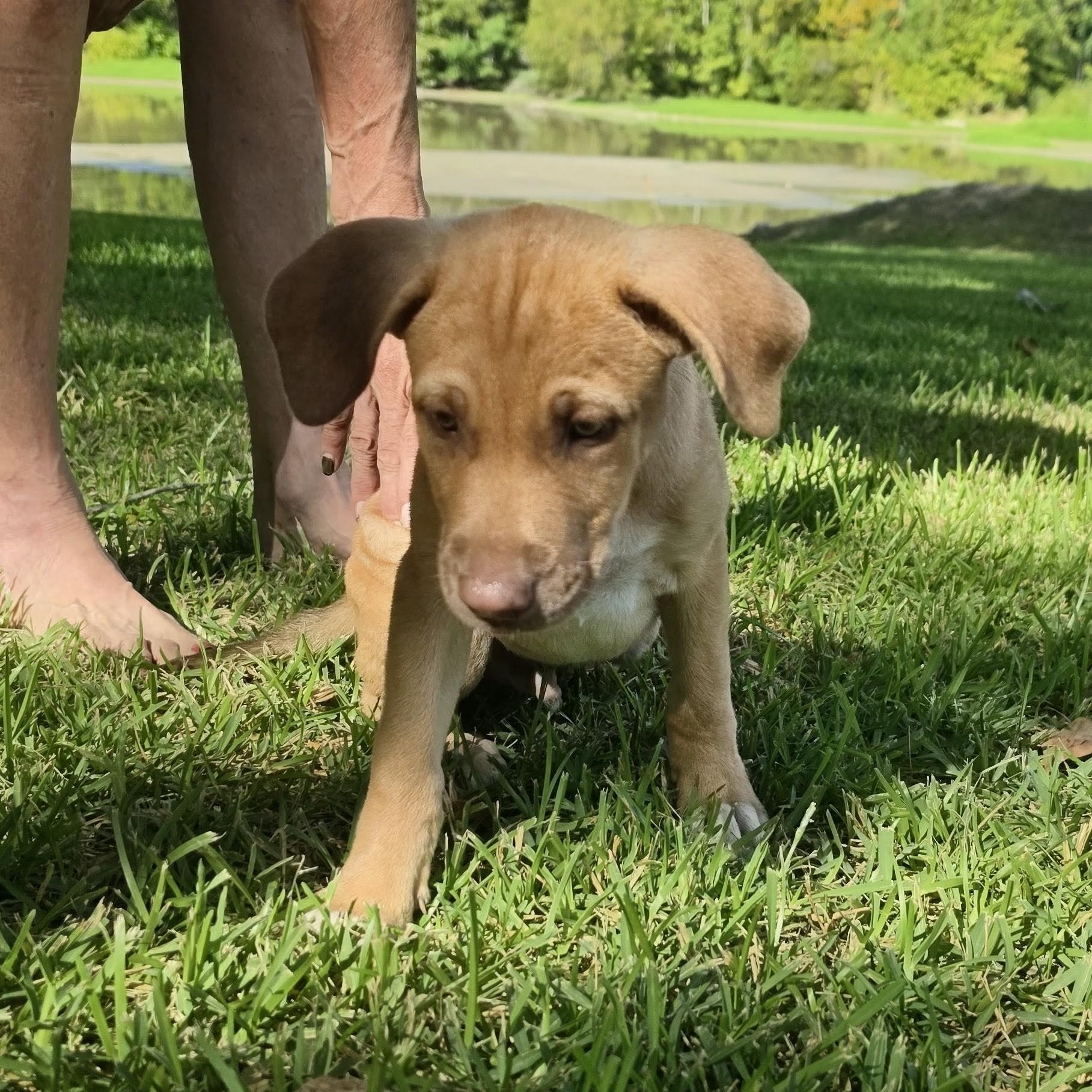 Enlarge Clifford, a Adopted Mixed Breed in Pagosa Springs, CO image 4/4