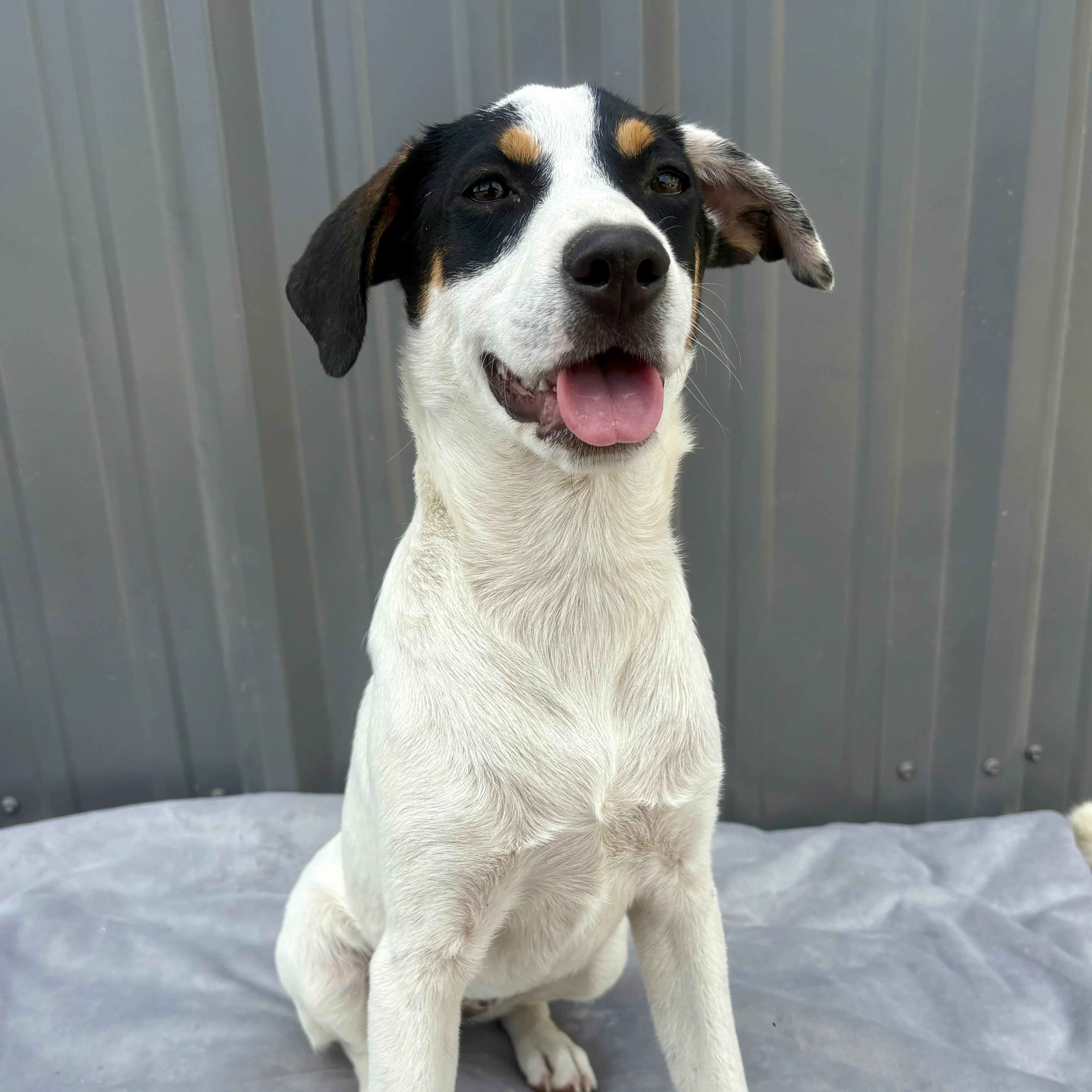 Hailey, an adoptable Mixed Breed in Hillsborough, NJ image 2/3