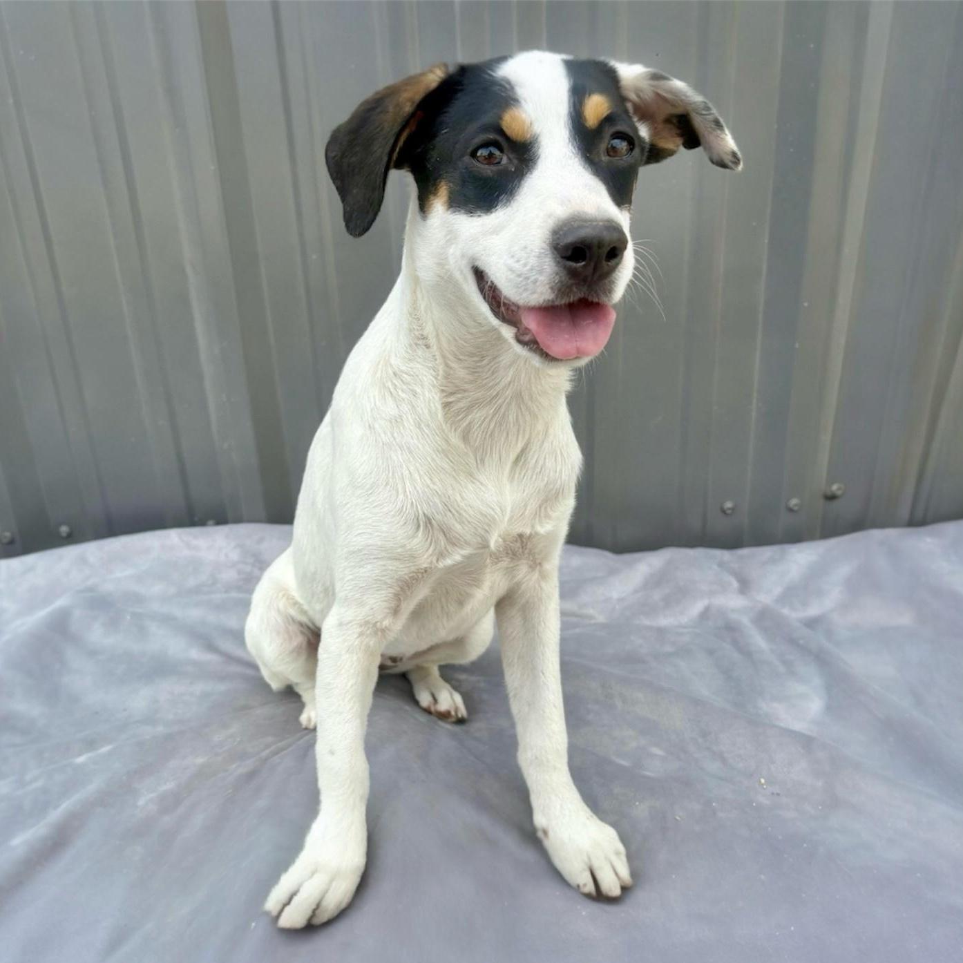 Hailey, adoptable, Young Female Mixed Breed.