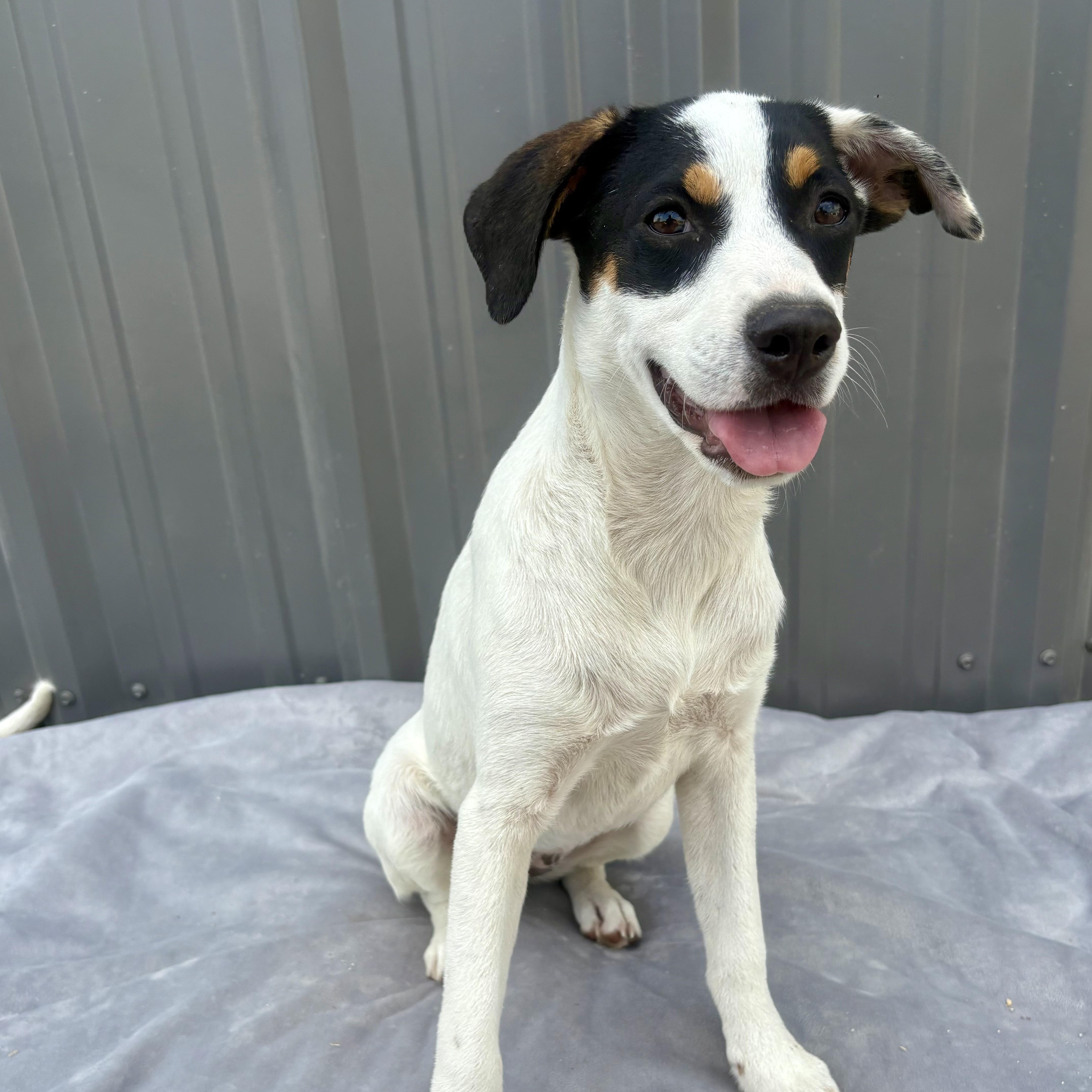 Hailey, an adoptable Mixed Breed in Hillsborough, NJ image 3/3