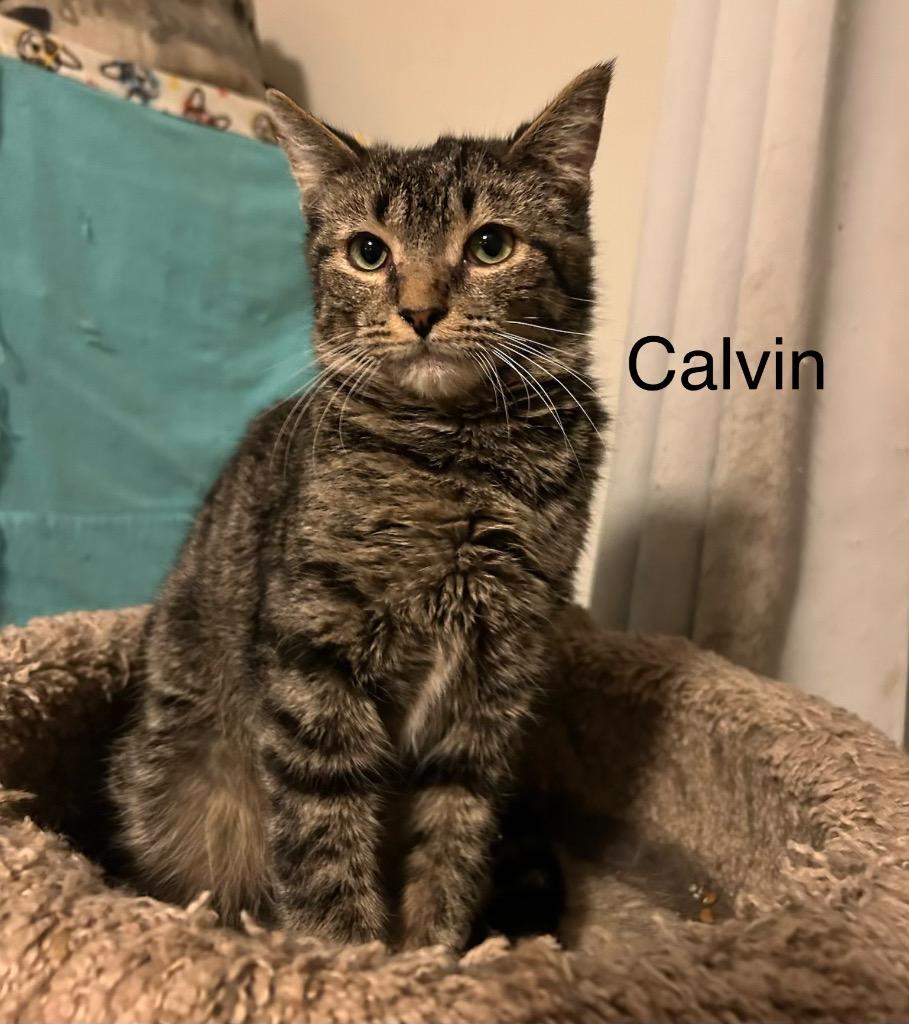Enlarge Calvin, a Adoptable mixed breed in Windsor, CT image 1/1