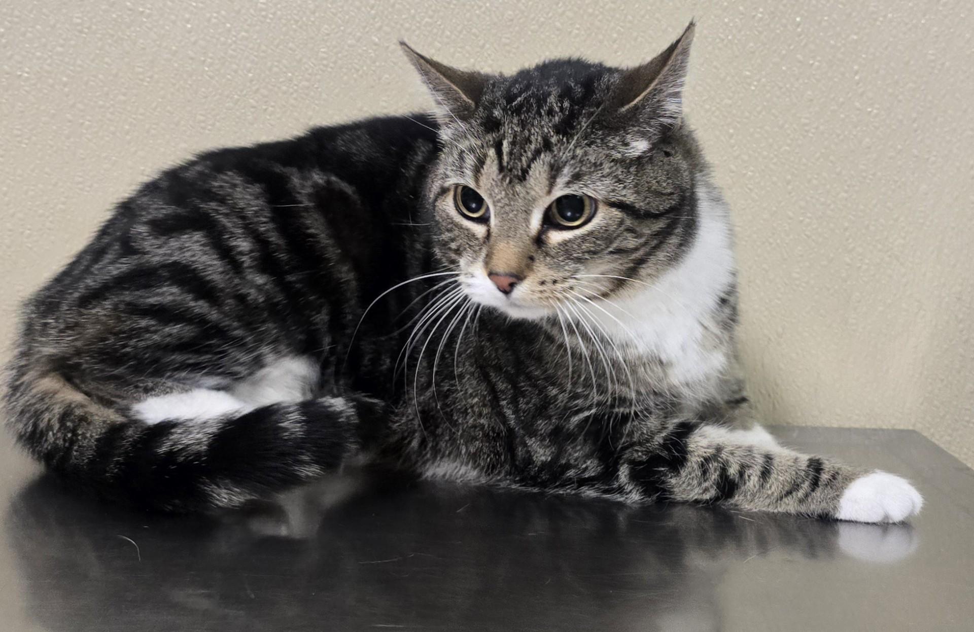 Mittens, adoptable, Adult Female Domestic Short Hair & Tabby.