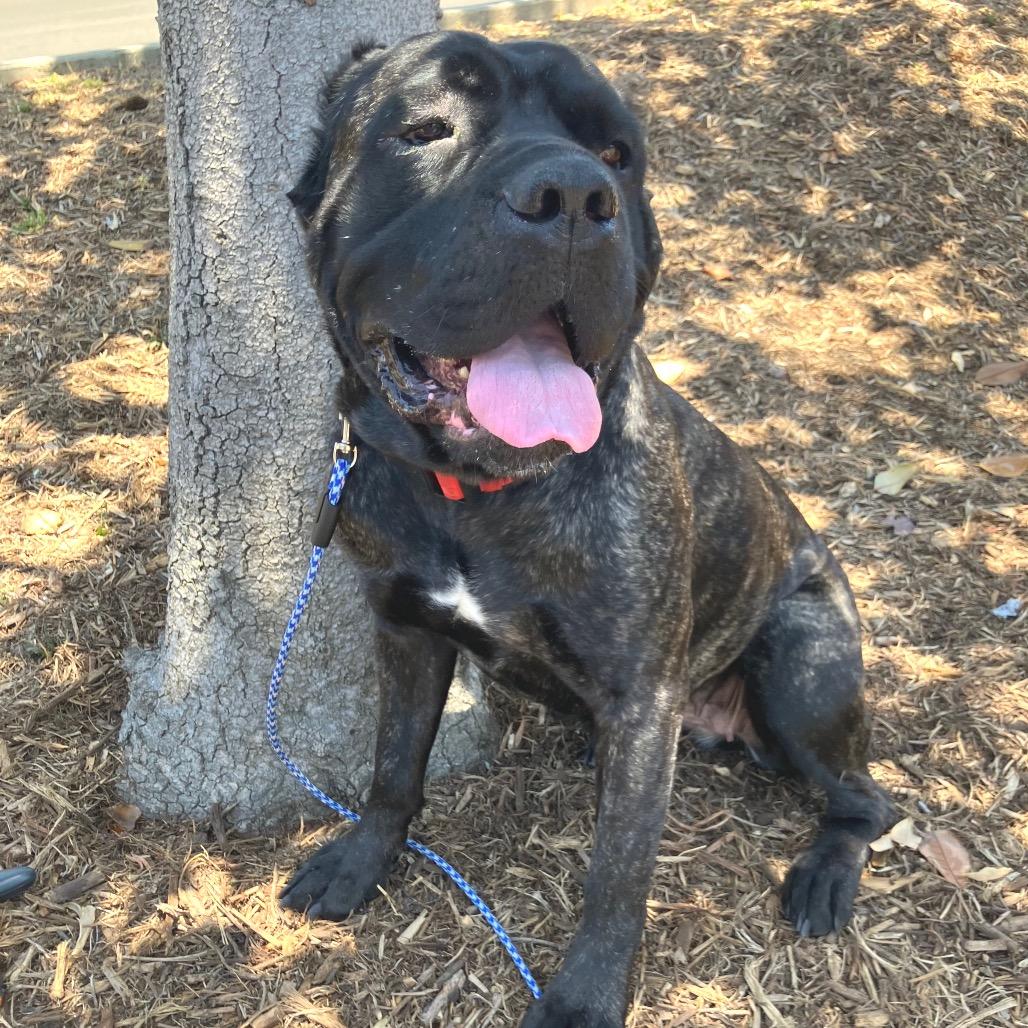 Baloo, a Adoptable mixed breed in San Diego, CA image 1/6