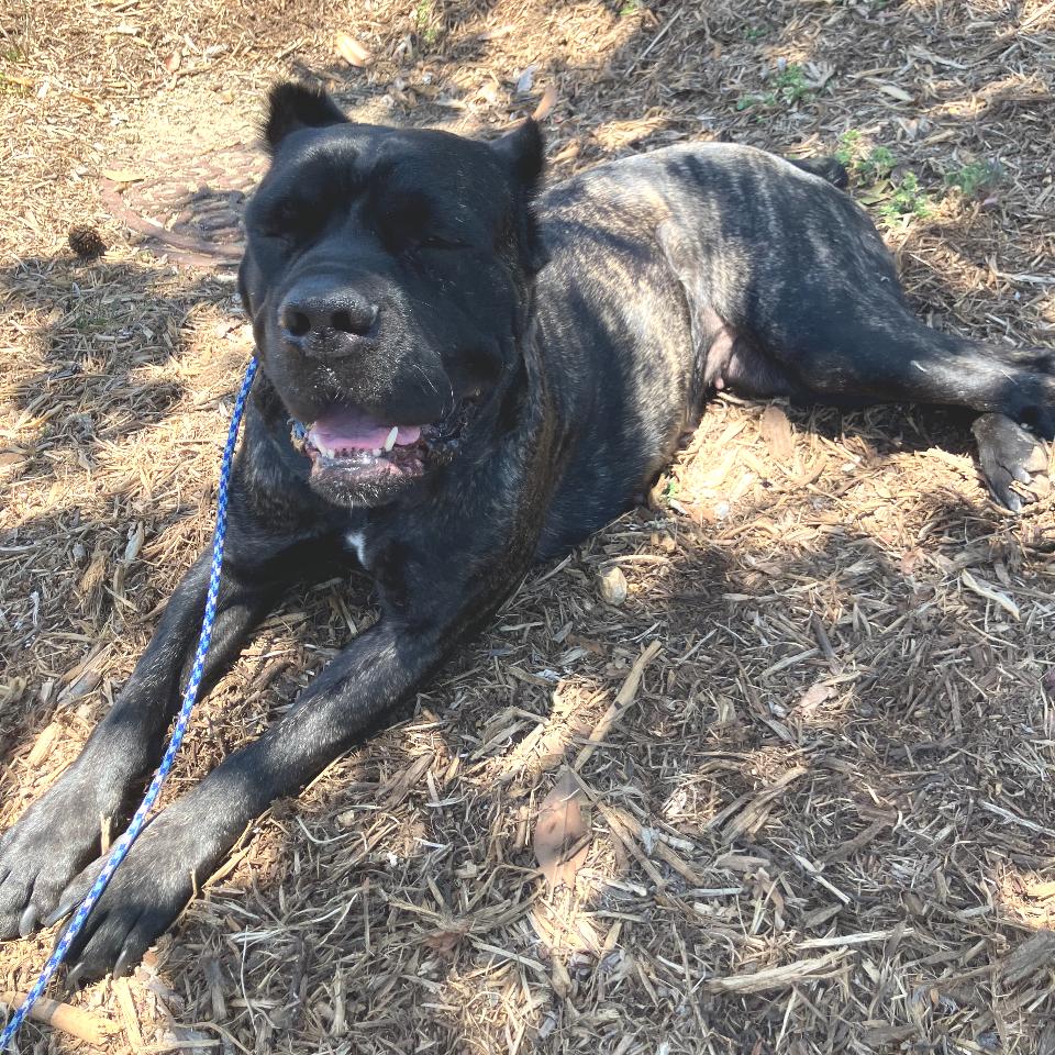 Baloo, a Adoptable mixed breed in San Diego, CA image 3/6