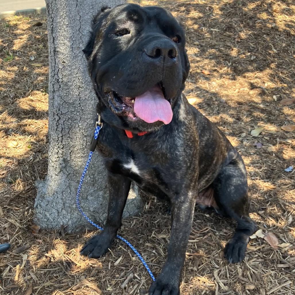 Baloo, a Adoptable mixed breed in San Diego, CA image 4/6