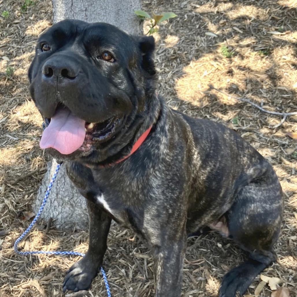Baloo, a Adoptable mixed breed in San Diego, CA image 5/6