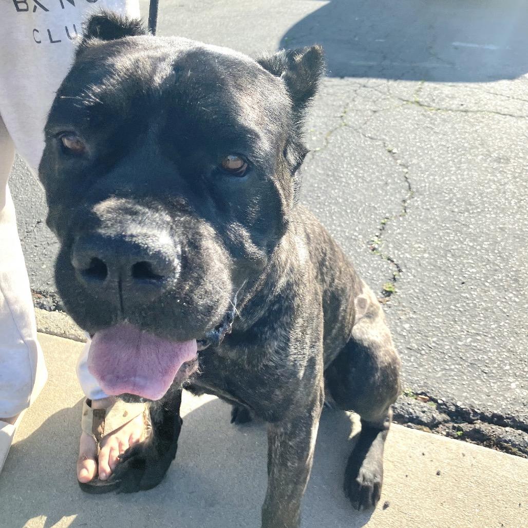 Baloo, a Adoptable mixed breed in San Diego, CA image 6/6