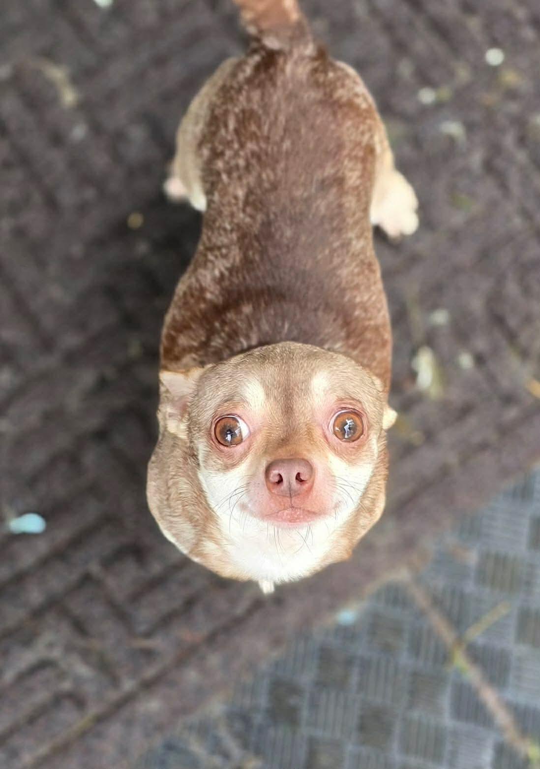 Enlarge Link, an adopted mixed breed in Seattle, WA image 1/4