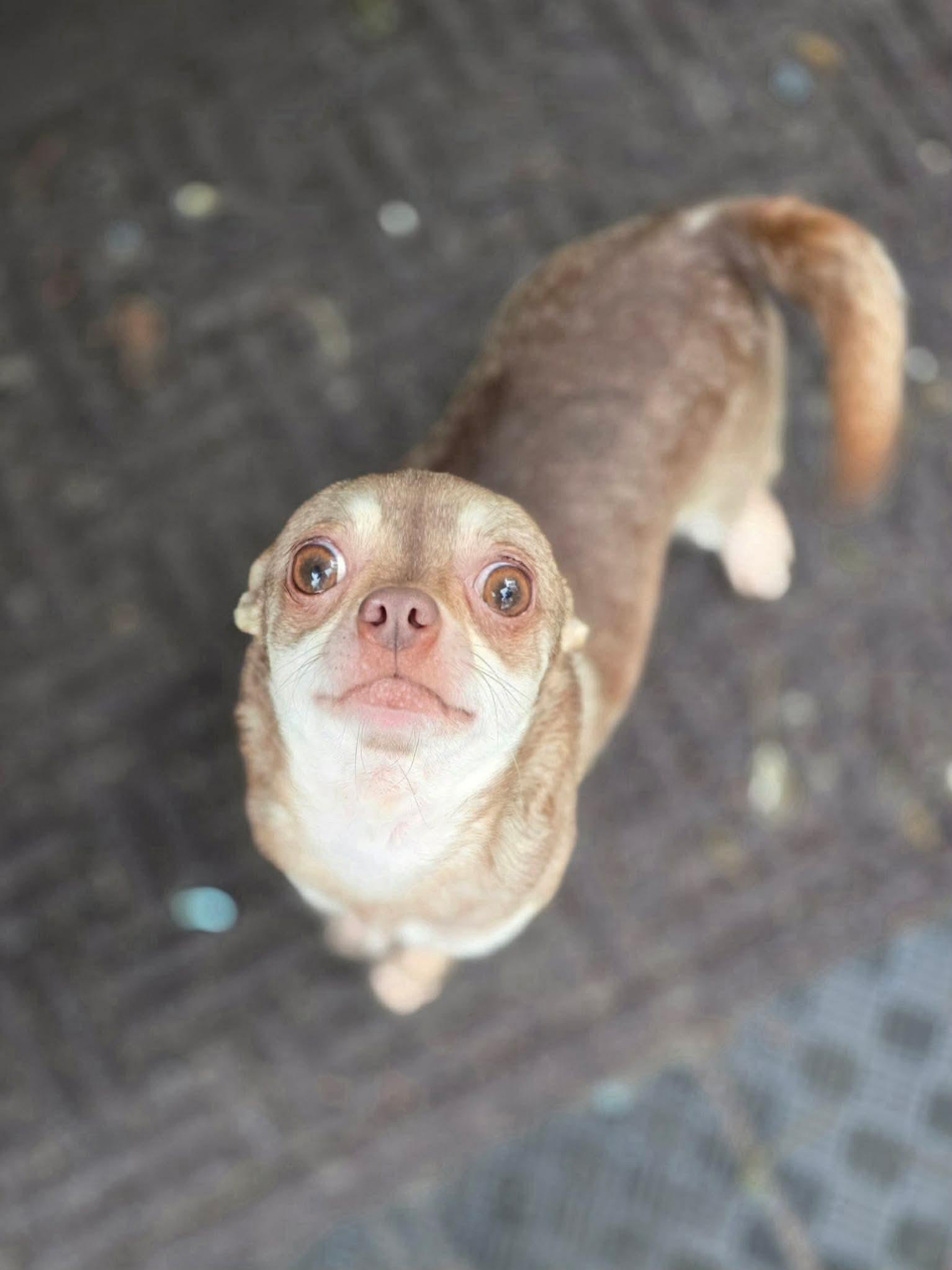 Enlarge Link, an adopted mixed breed in Seattle, WA image 3/4