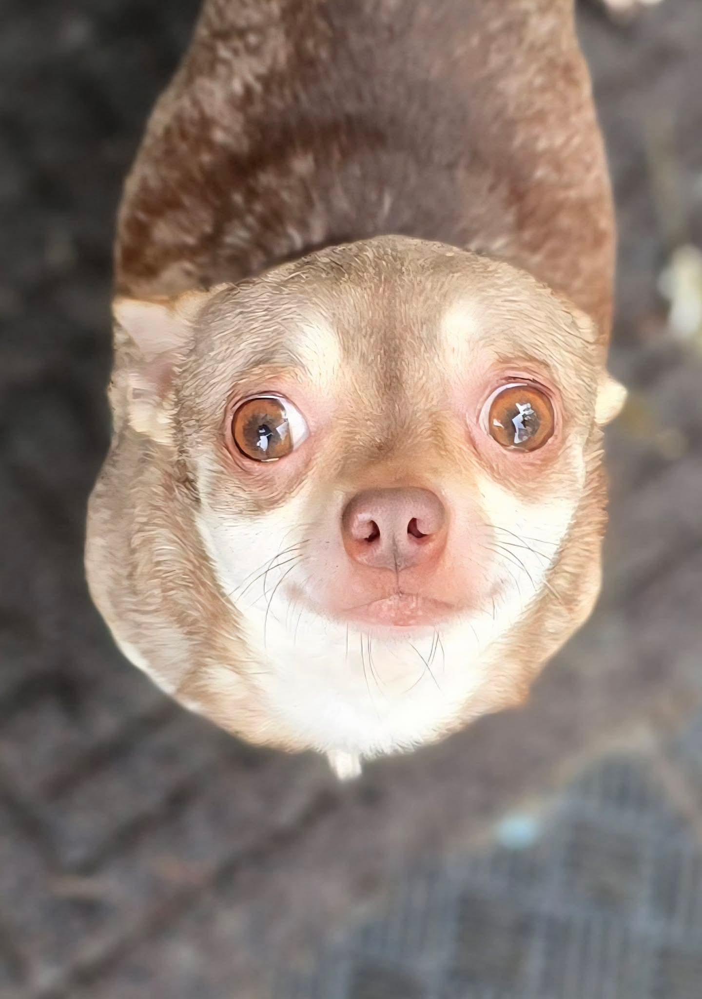 Enlarge Link, an adopted mixed breed in Seattle, WA image 2/4