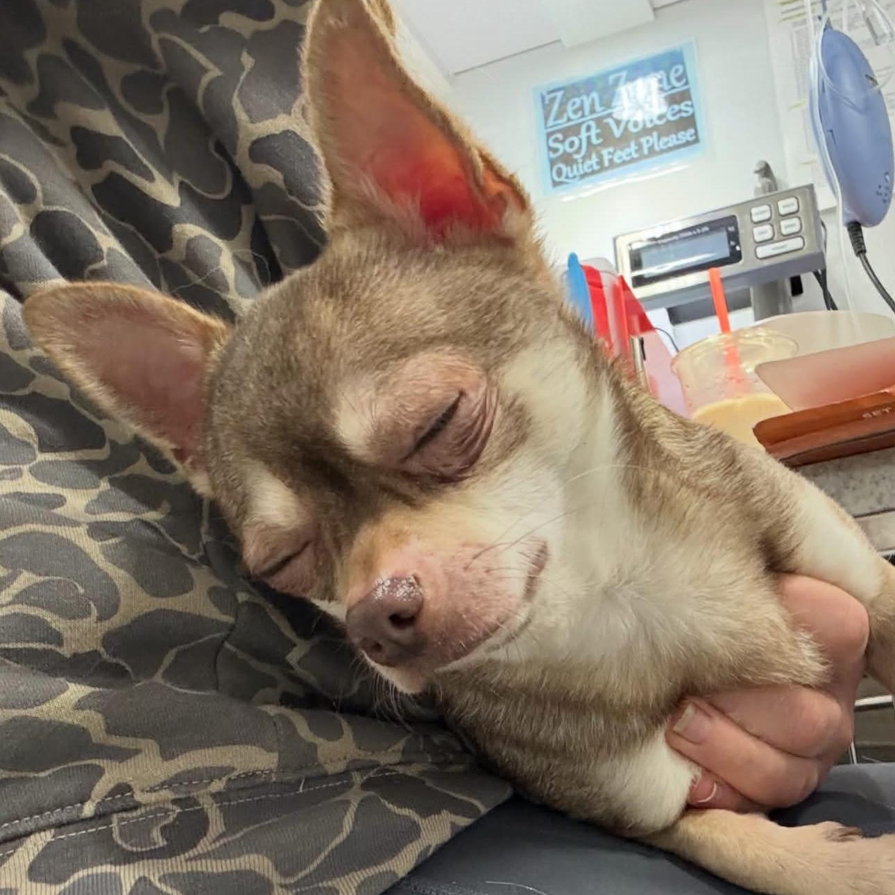 Enlarge Link, an adopted mixed breed in Seattle, WA image 4/4