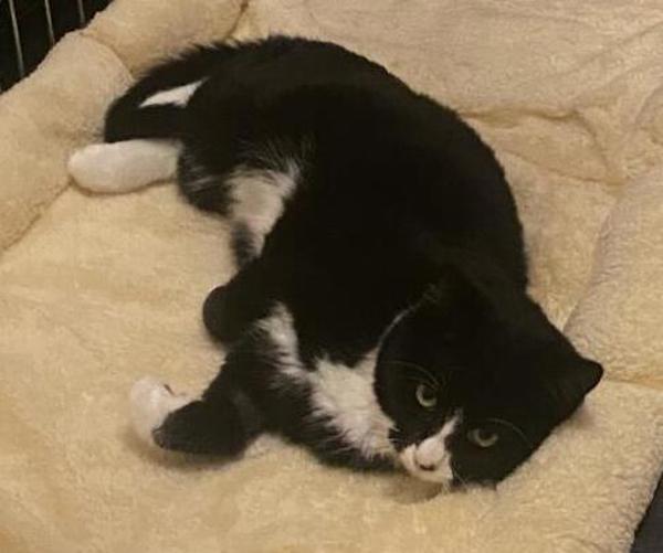 Enlarge Oreo, a Adoptable mixed breed in Salt Lake City, UT image 1/1