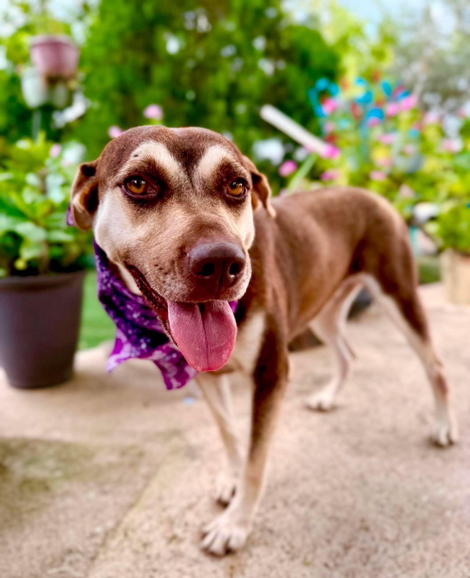 Enlarge Daisy, a Adoptable mixed breed in Nashua, NH image 5/6