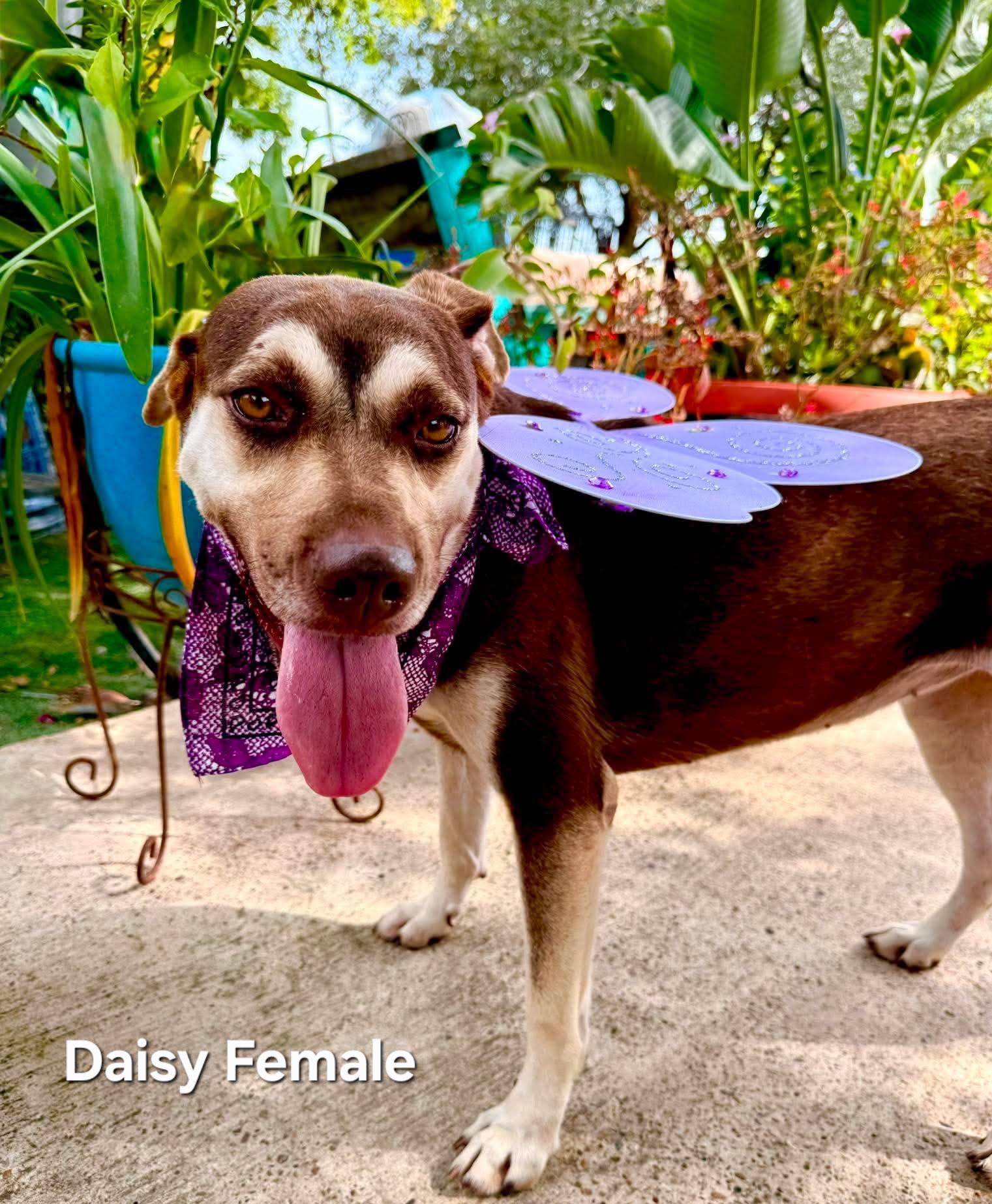 Enlarge Daisy, a Adoptable mixed breed in Nashua, NH image 2/6