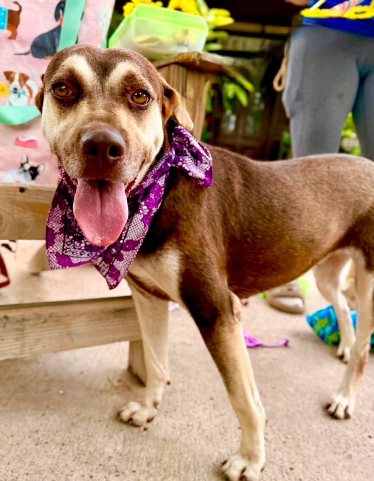 Enlarge Daisy, a Adoptable mixed breed in Nashua, NH image 1/6