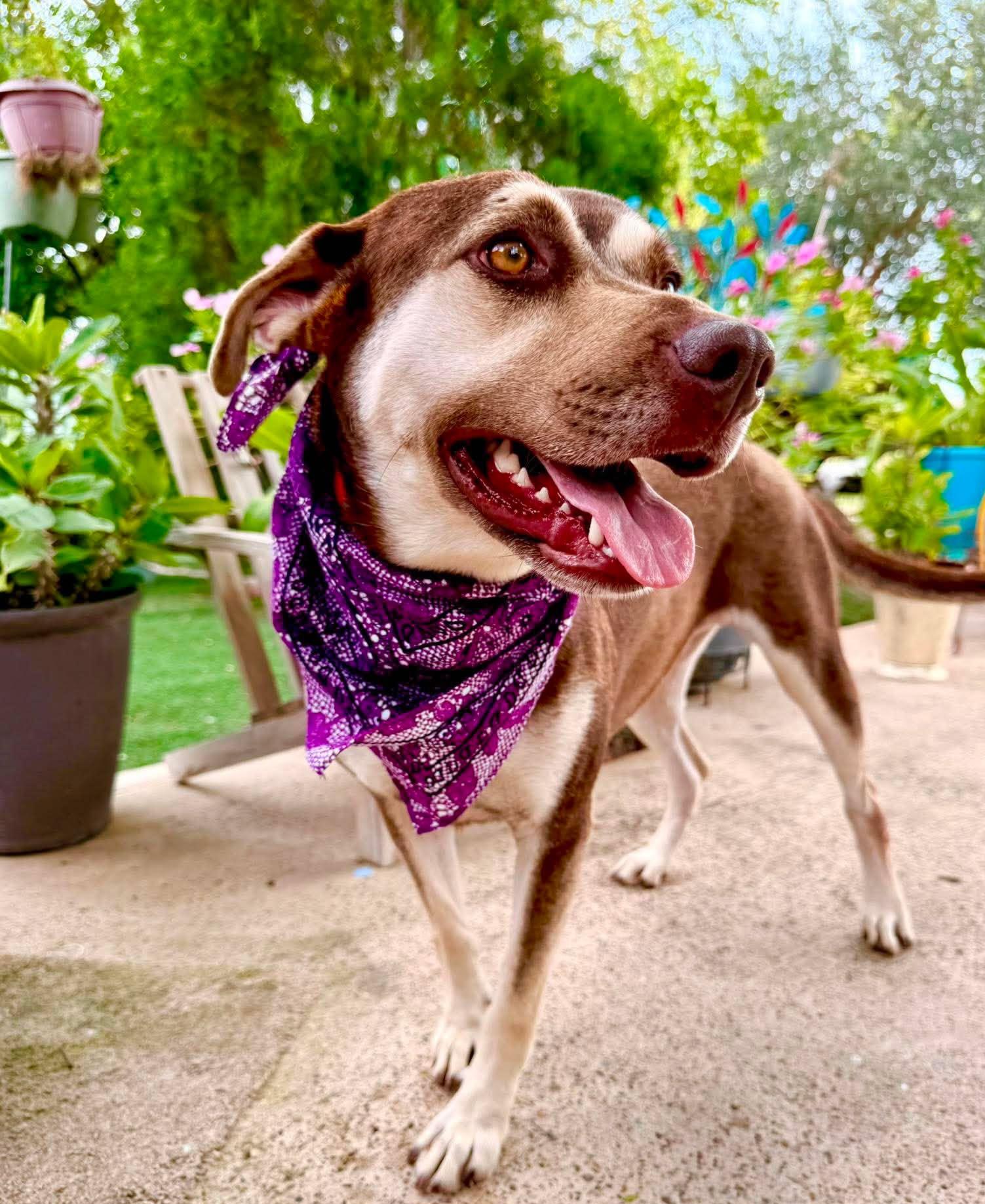 Enlarge Daisy, a Adoptable mixed breed in Nashua, NH image 4/6