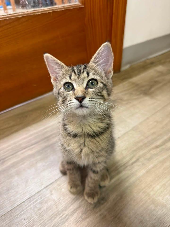 Belle, adopted, Young Female Domestic Short Hair.