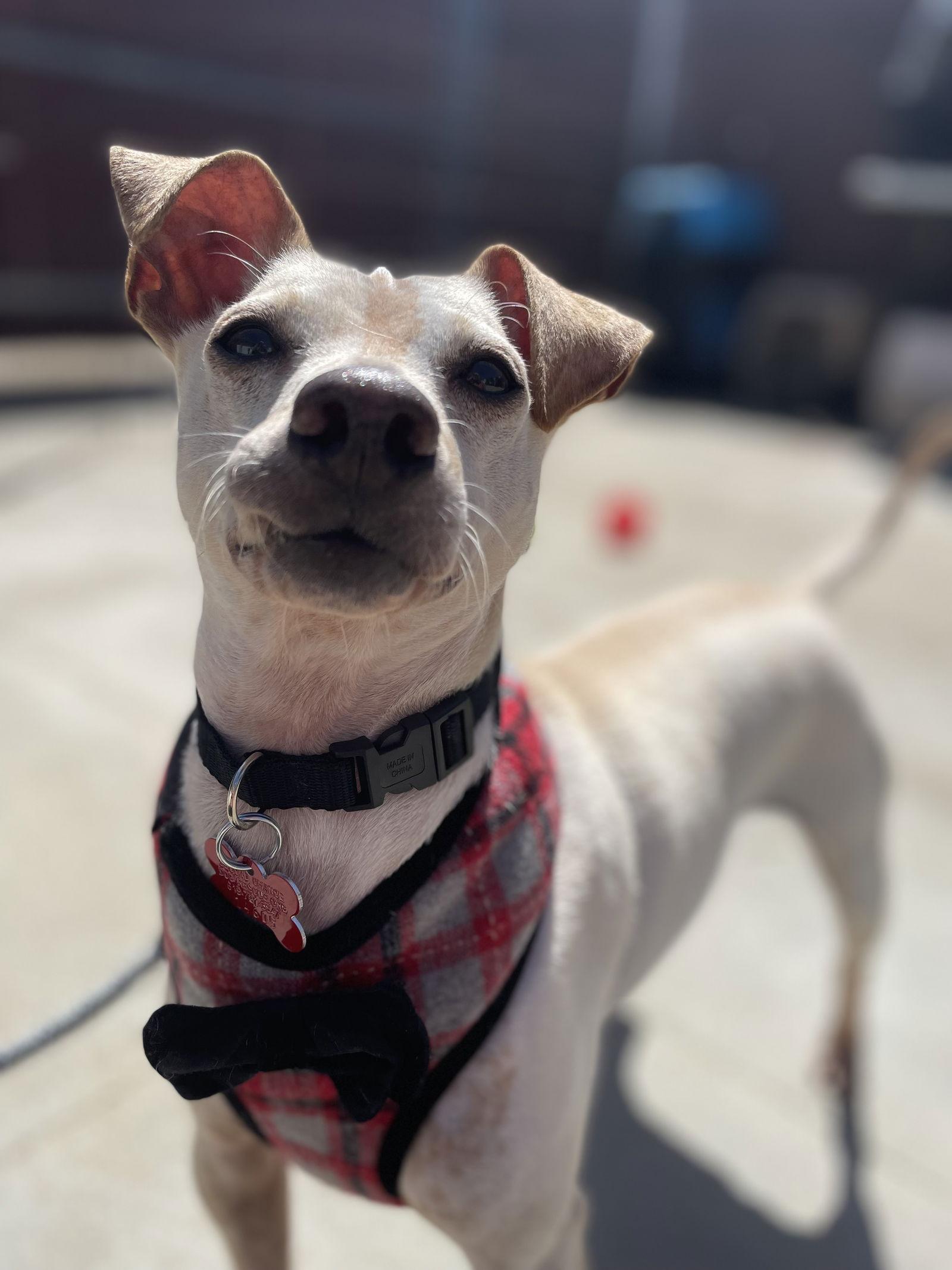 Enlarge Mitch, a Adopted mixed breed in San Diego, CA image 1/3