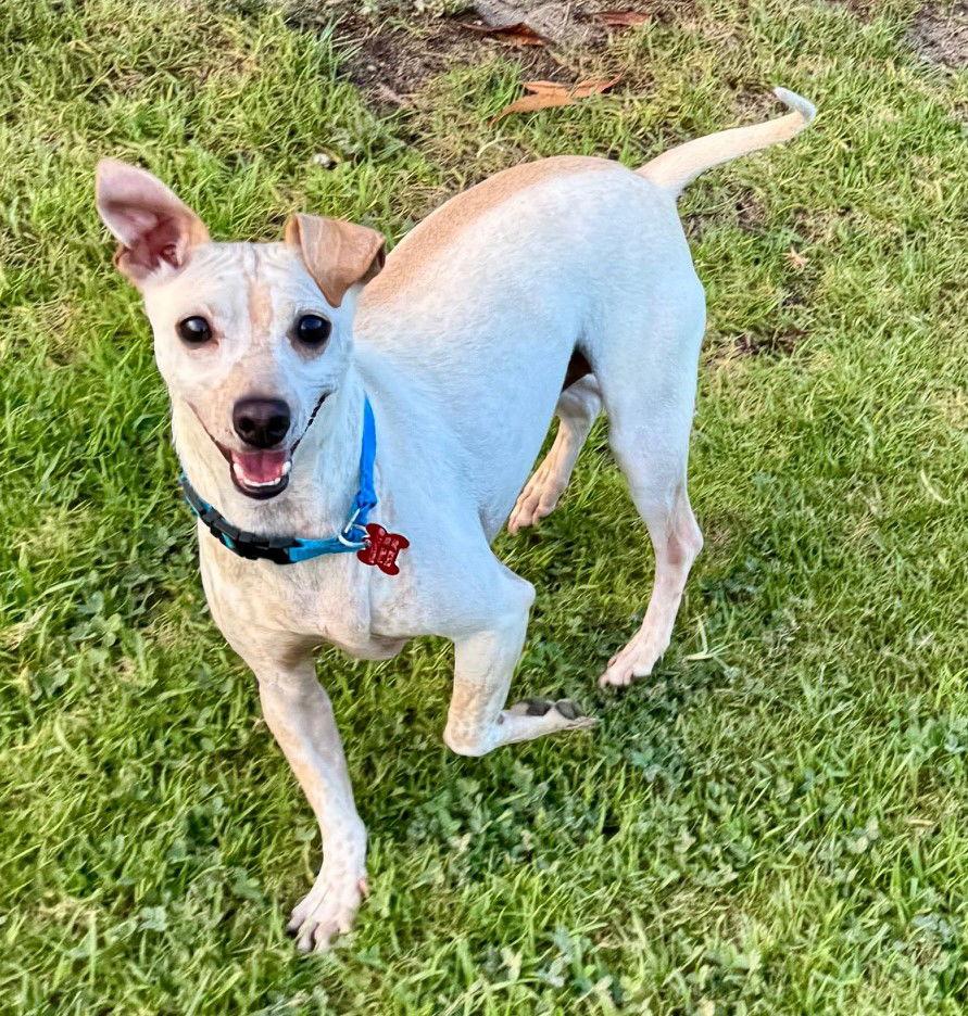 Enlarge Mitch, a Adopted mixed breed in San Diego, CA image 2/3