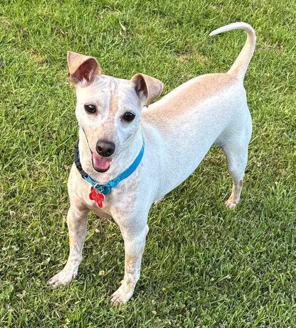 Enlarge Mitch, a Adopted mixed breed in San Diego, CA image 3/3