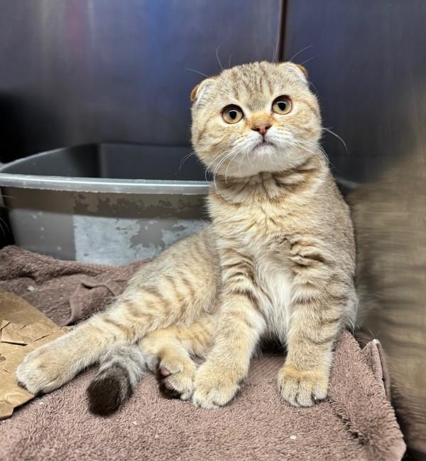 Viper, Adoptable, Kitten Female Scottish Fold.