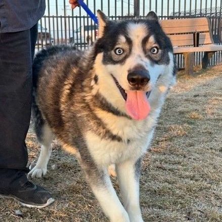 LEX LUTHER, a Adoptable Husky in Delano, CA image 1/3