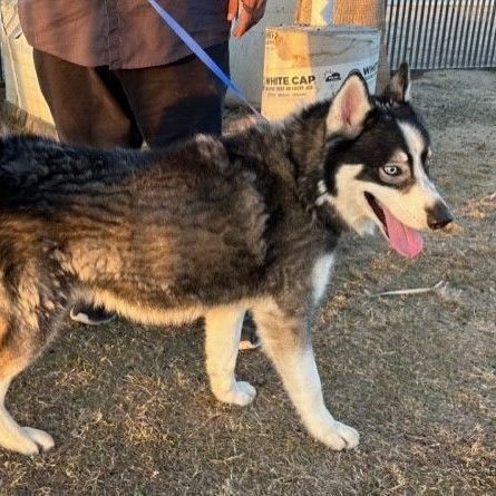 LEX LUTHER, a Adoptable Husky in Delano, CA image 2/3
