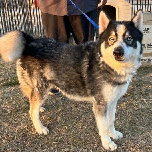 LEX LUTHER, a Adoptable Husky in Delano, CA image 3/3