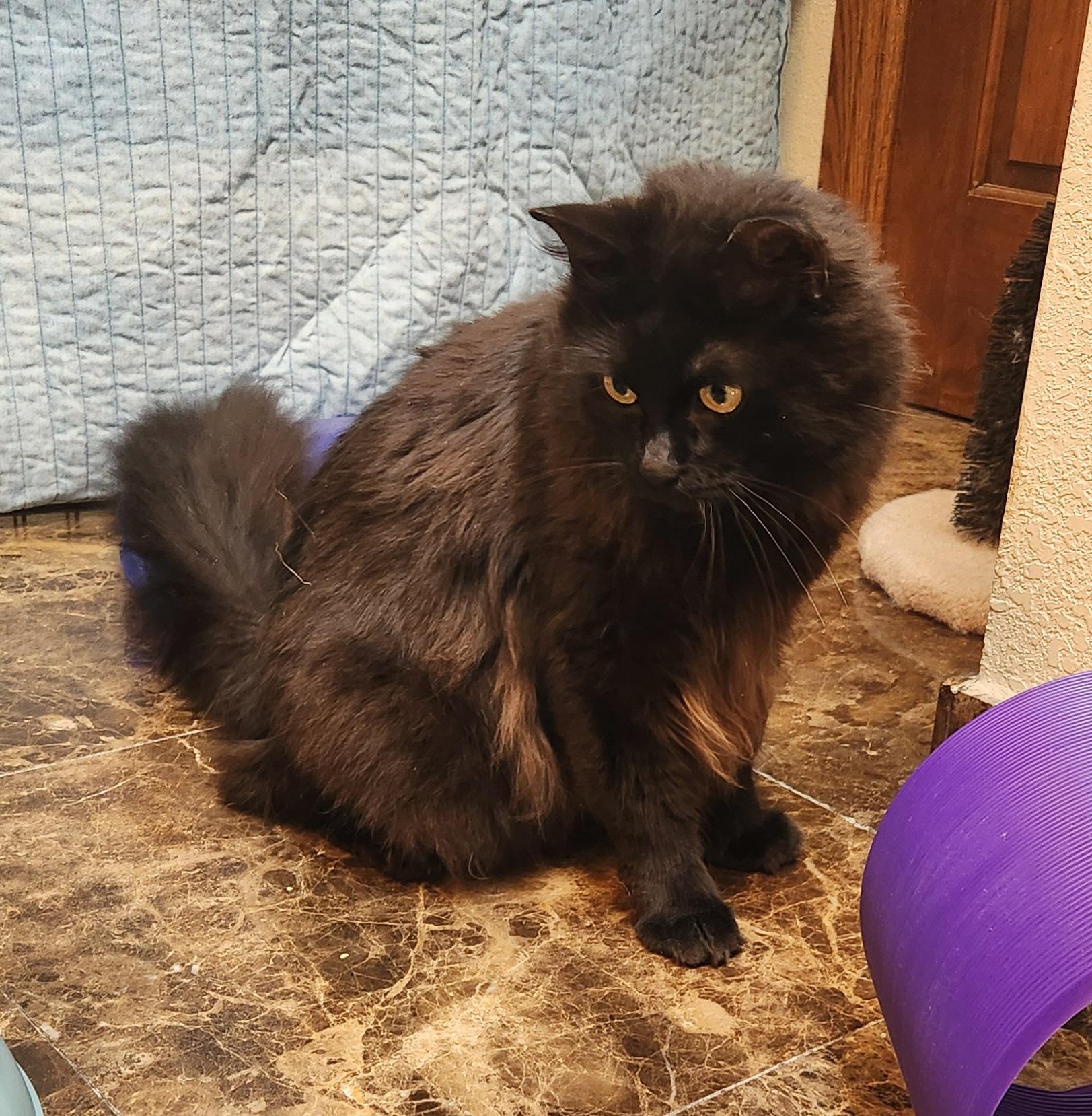 Gizmo, a ADOPTABLE mixed breed in Oklahoma City, OK image 3/5