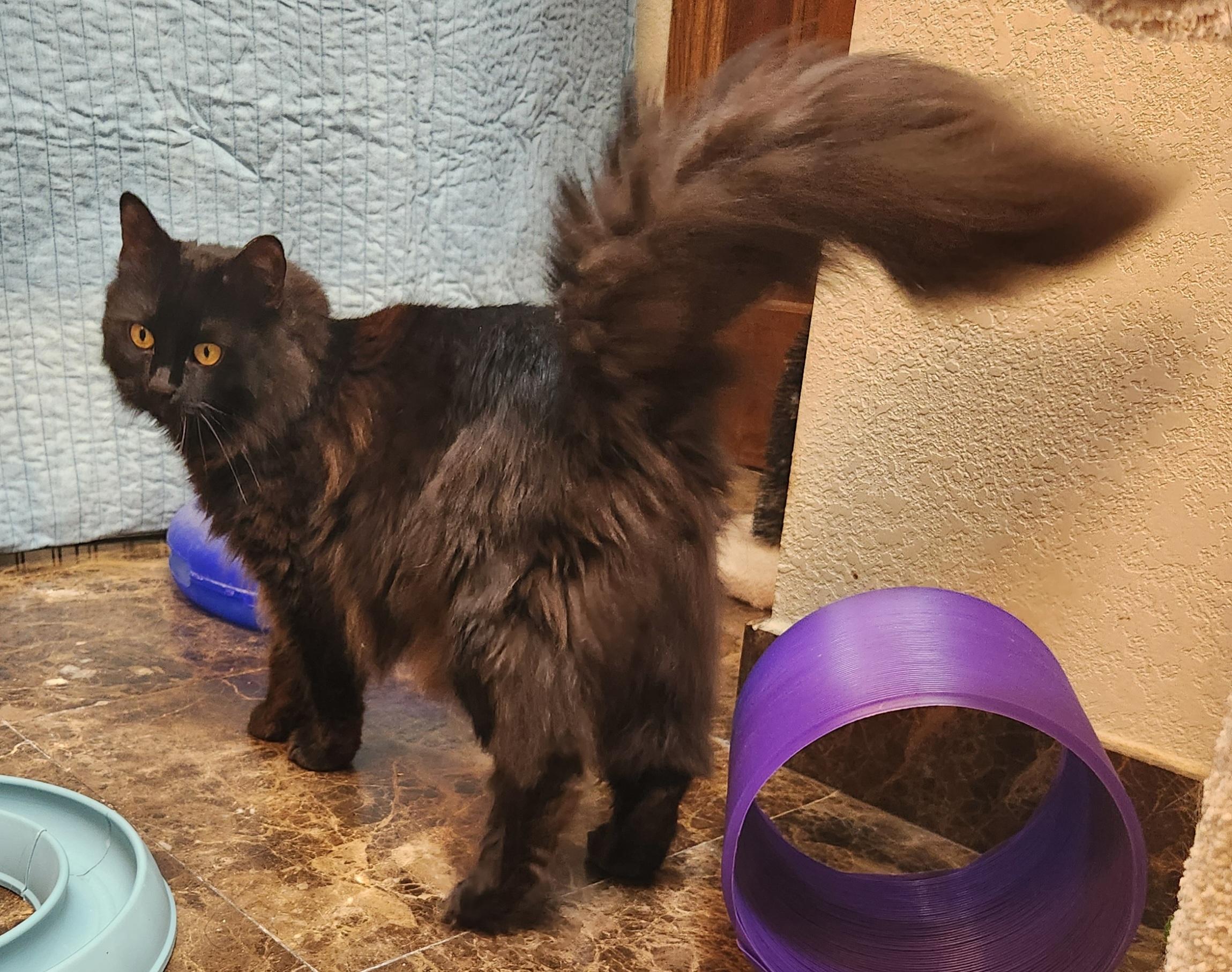 Gizmo, a ADOPTABLE mixed breed in Oklahoma City, OK image 5/5