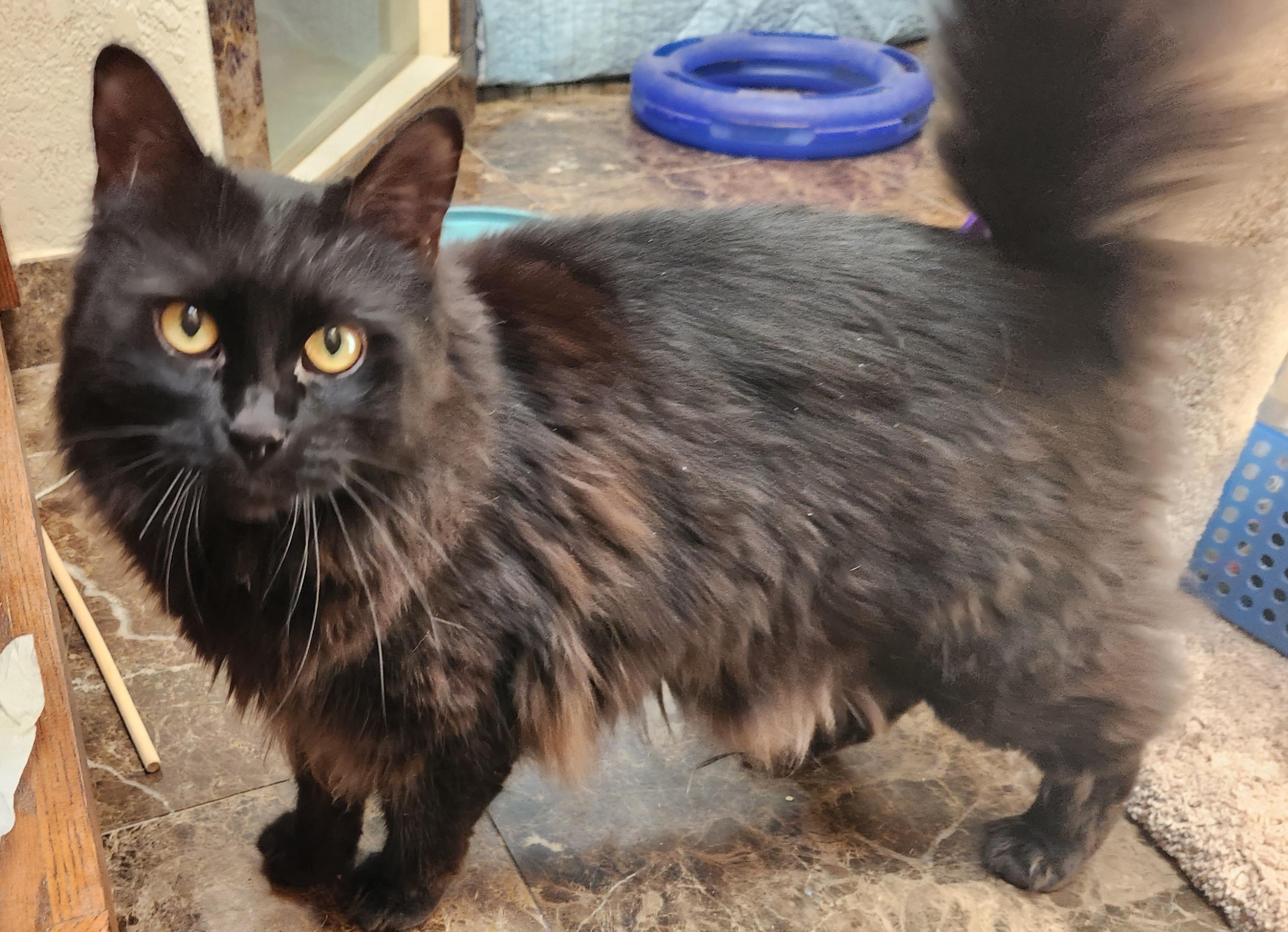 Gizmo, a ADOPTABLE mixed breed in Oklahoma City, OK image 4/5