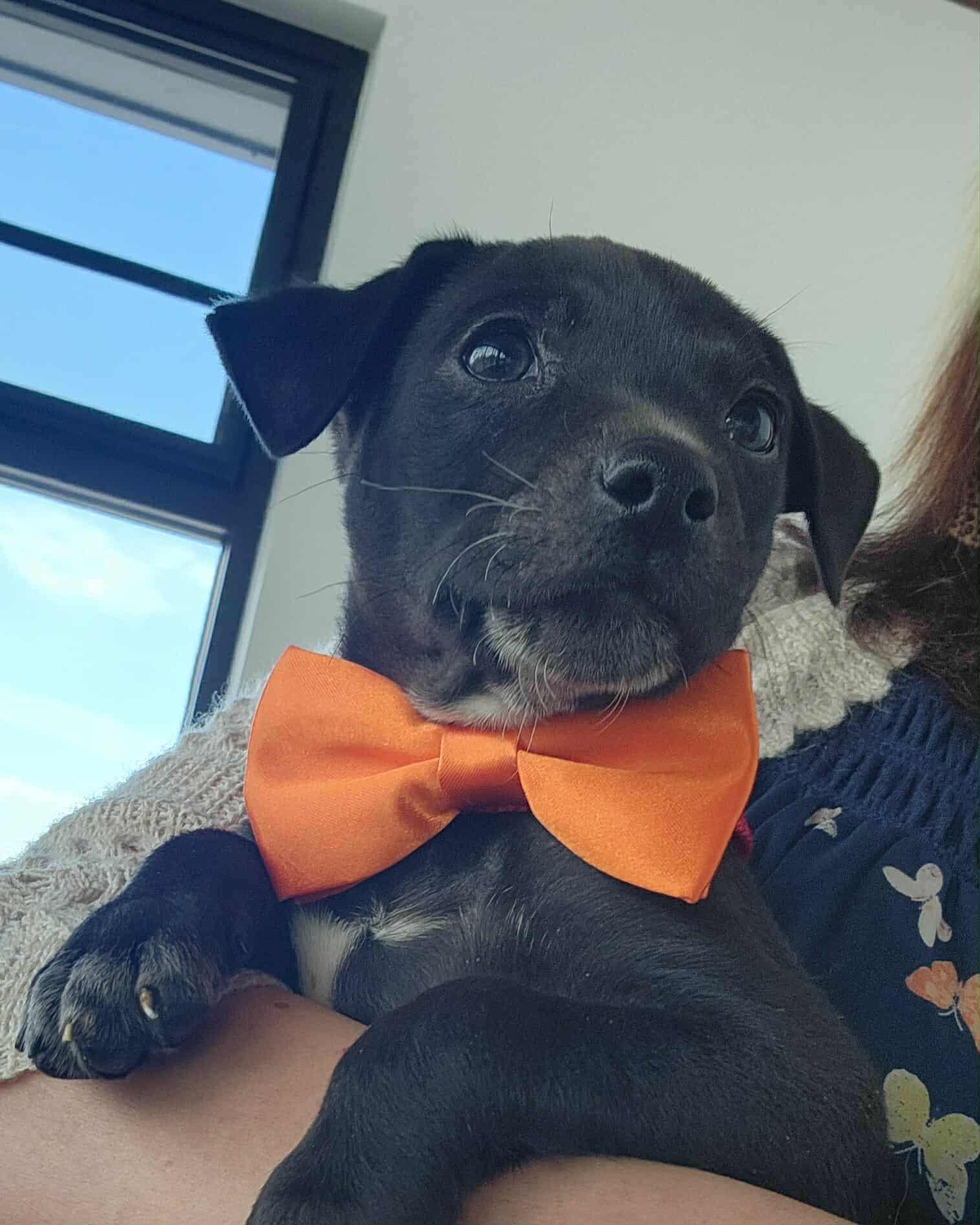 Enlarge Ryder, an adopted mixed breed in Jefferson City, MO image 4/6