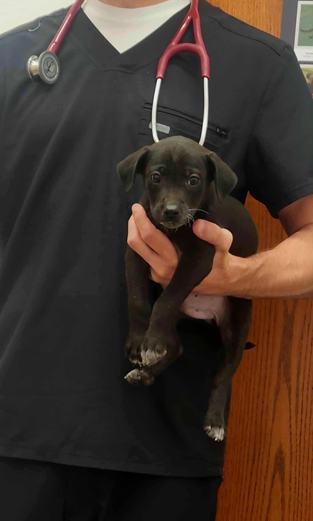 Enlarge Ryder, an adopted mixed breed in Jefferson City, MO image 3/6