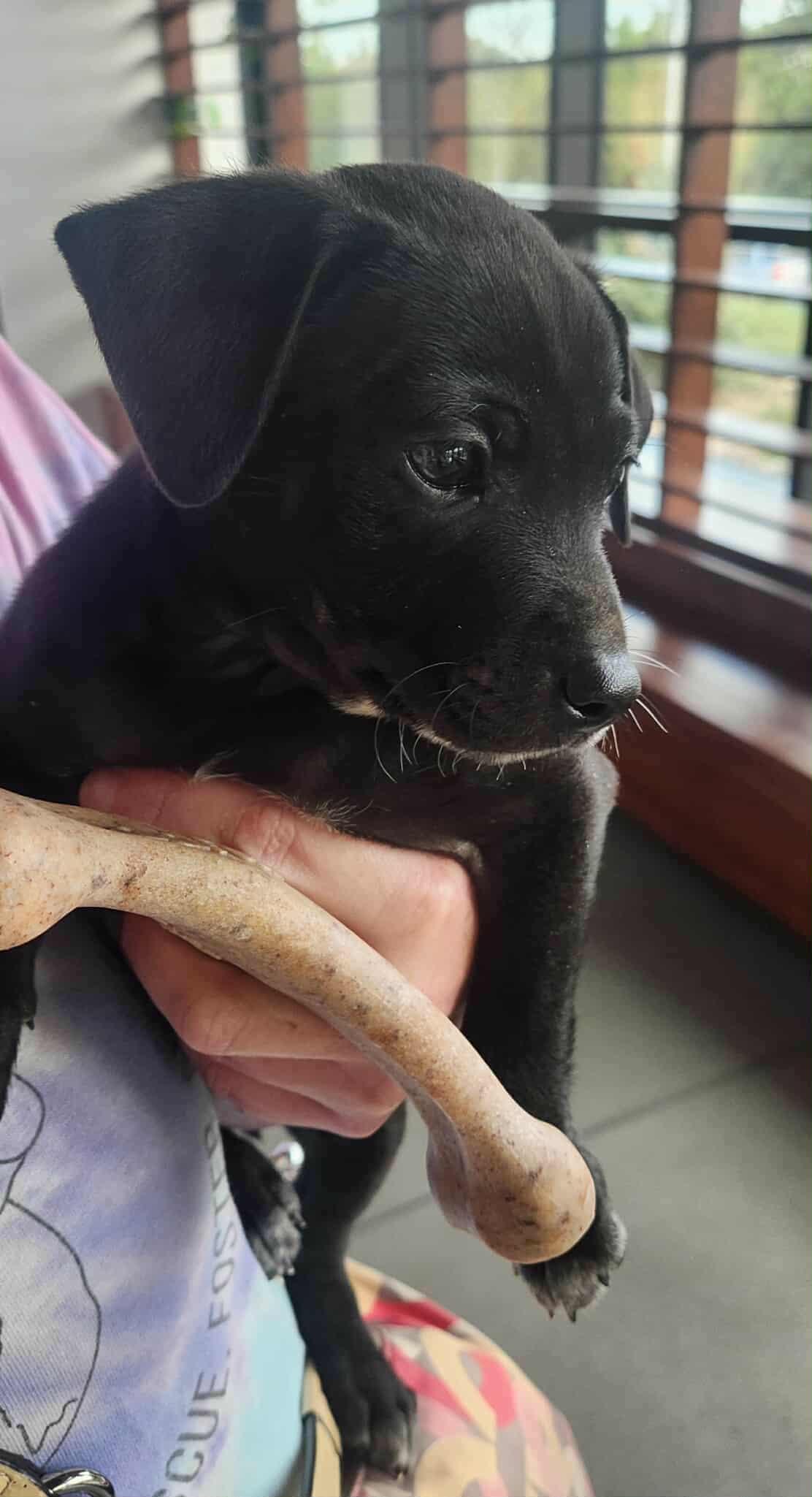 Enlarge Ryder, an adopted mixed breed in Jefferson City, MO image 5/6