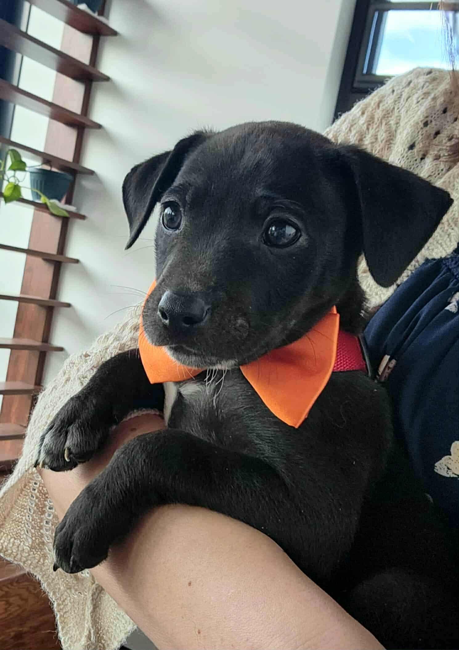 Enlarge Ryder, an adopted mixed breed in Jefferson City, MO image 1/6