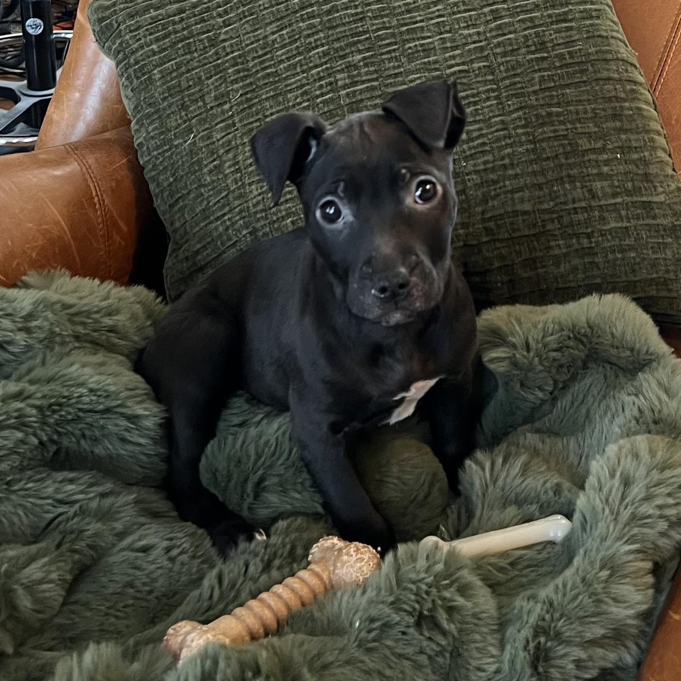 Enlarge Comet (Cosmic Pup), a ADOPTABLE mixed breed in Alma, MI image 2/3