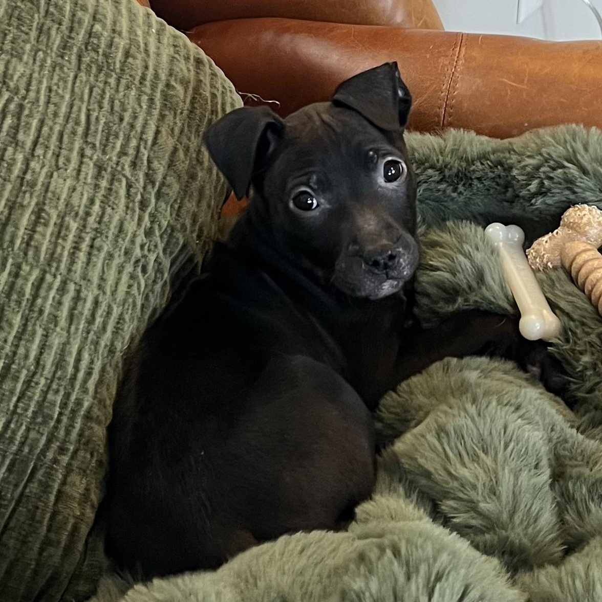 Enlarge Comet (Cosmic Pup), a ADOPTABLE mixed breed in Alma, MI image 3/3