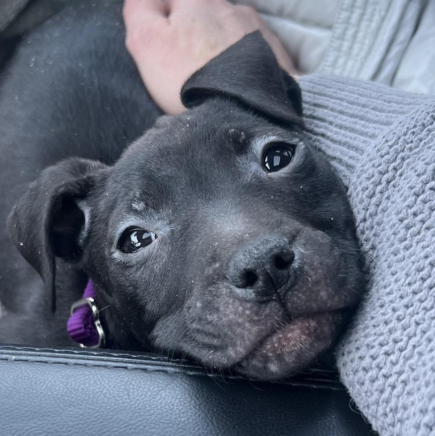 Comet (Cosmic Pup), ADOPTABLE, Young Female Labrador Retriever.