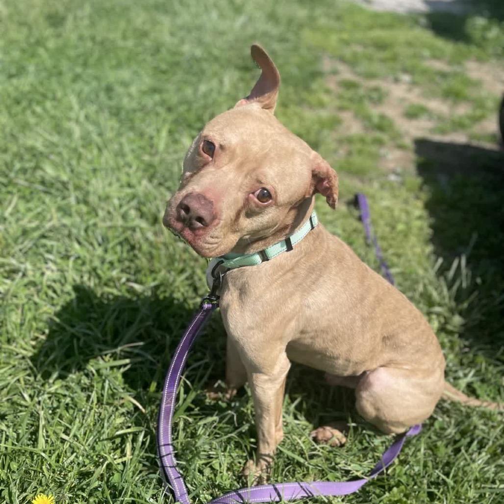 Ragnar, Adoptable, Adult Male American Staffordshire Terrier.