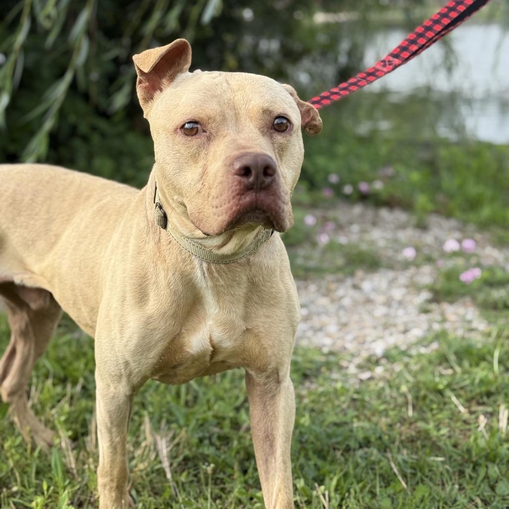 Enlarge Ragnar, a Adoptable American Staffordshire Terrier in Uniontown, PA image 3/6