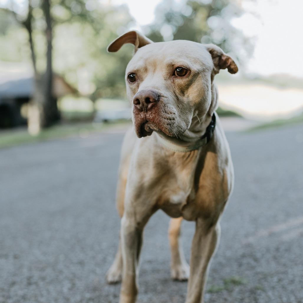 Enlarge Ragnar, a Adoptable American Staffordshire Terrier in Uniontown, PA image 4/6