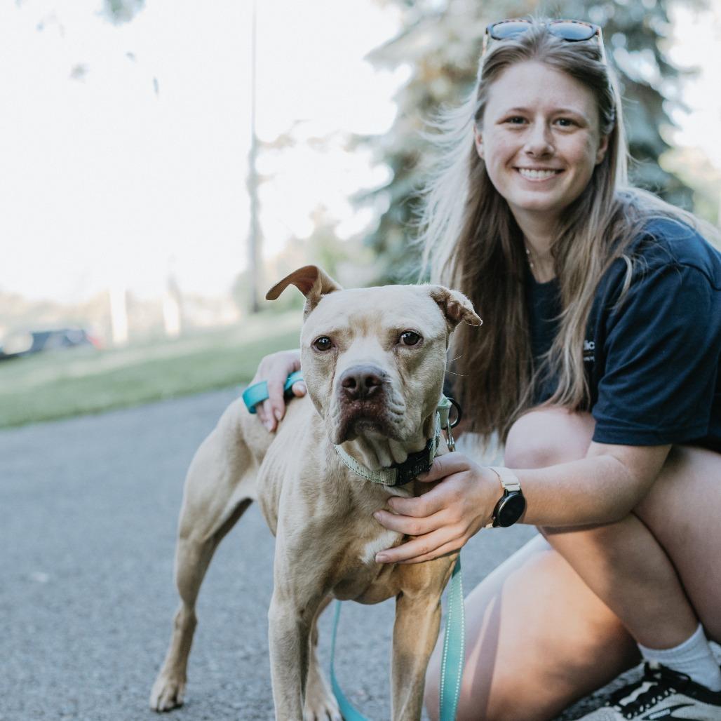 Enlarge Ragnar, a Adoptable American Staffordshire Terrier in Uniontown, PA image 5/6