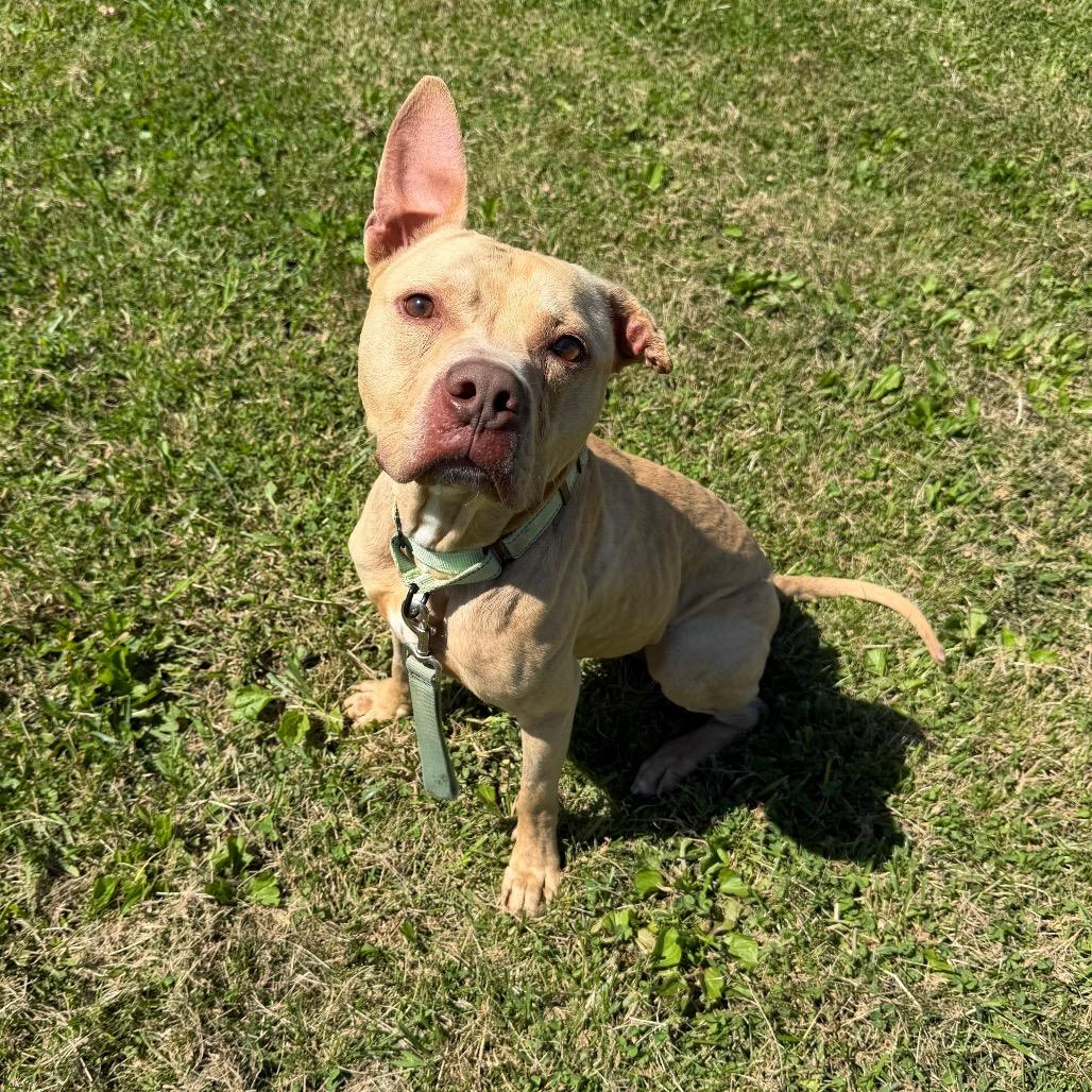 Enlarge Ragnar, a Adoptable American Staffordshire Terrier in Uniontown, PA image 6/6