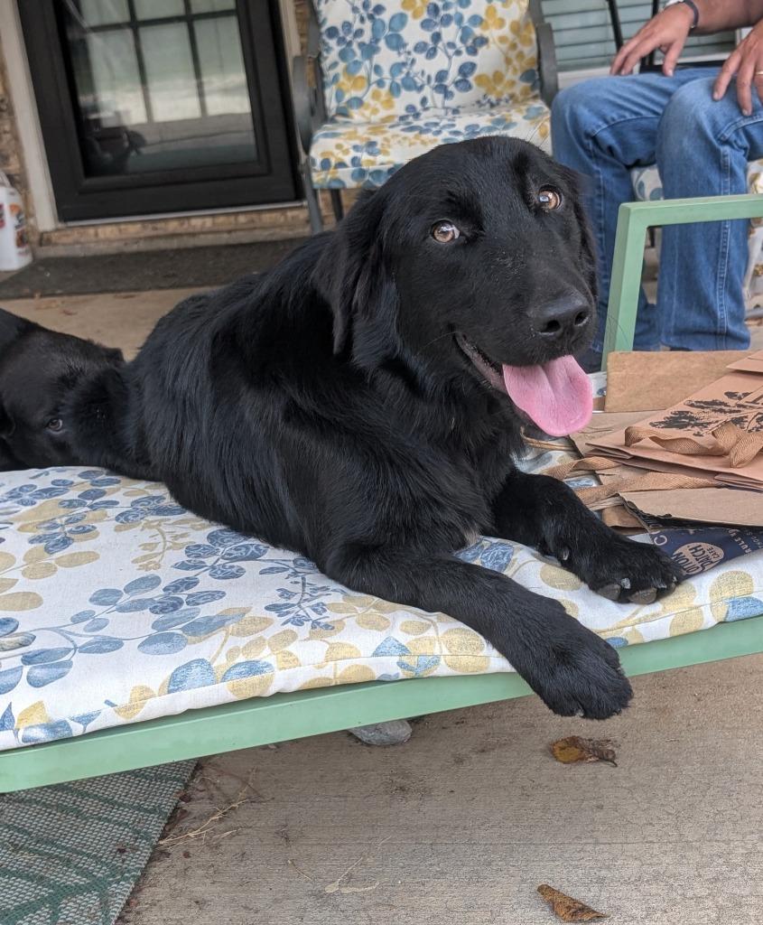 Enlarge Ducky, a Adoptable mixed breed in Arlington, TX image 1/6