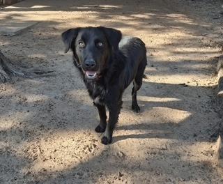 Enlarge Ducky, a Adoptable mixed breed in Arlington, TX image 2/6