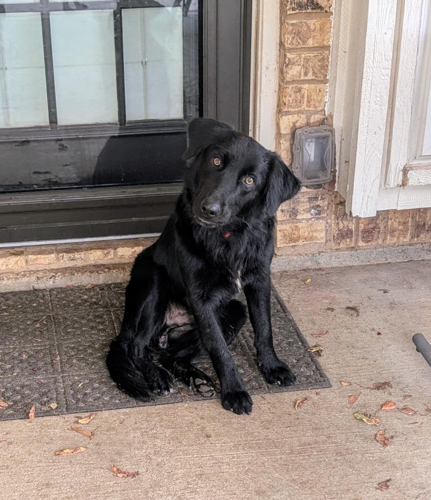 Enlarge Ducky, a Adoptable mixed breed in Arlington, TX image 4/6