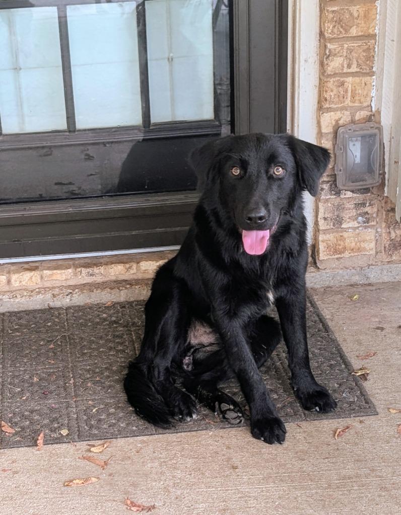 Enlarge Ducky, a Adoptable mixed breed in Arlington, TX image 5/6