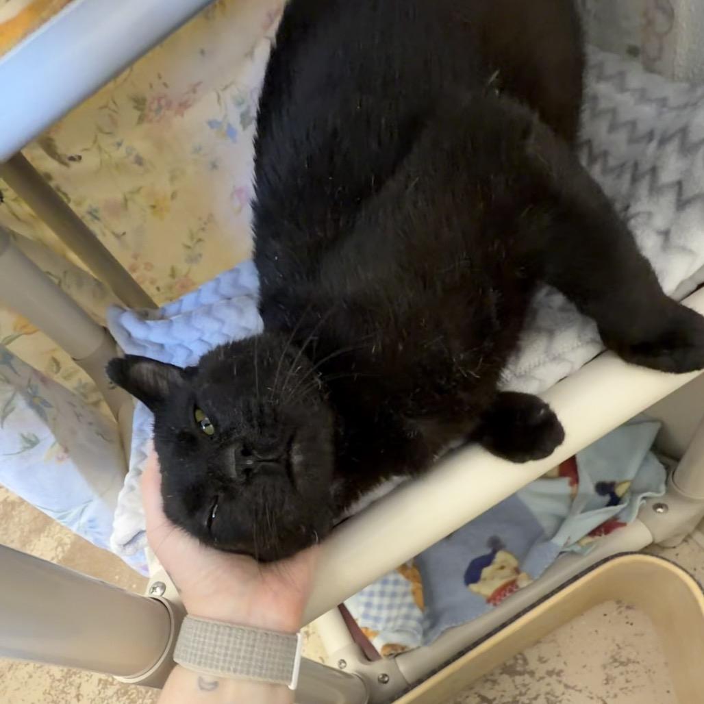 Enlarge Blinx, a Adoptable Domestic Short Hair in Pekin, IL image 1/6